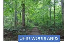 Woman reading emails on laptop at café.